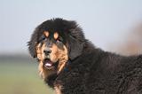 DOGUE DU TIBET 546